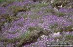 Photo: Viola tricolor.