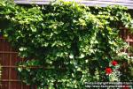 Photo: Vitis vinifera 1.