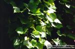 Photo: Vitis vinifera.