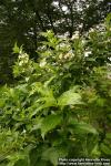 Photo: Weigela coraeensis 0.