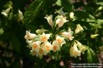 Photo: Weigela middendorffiana 4.