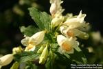 Photo: Weigela middendorffiana 5.