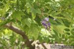 Photo: Wisteria floribunda 0.