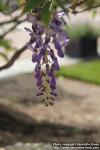 Photo: Wisteria floribunda 2.