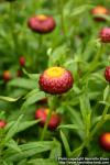 Photo: Helichrysum bracteatum 3.