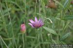 Photo: Xeranthemum annuum 1.