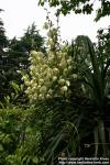 Photo: Yucca recurvifolia 1.