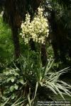 Photo: Yucca recurvifolia 4.