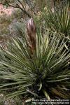 Photo: Yucca baccata 1.