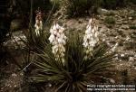 Photo: Yucca baccata 2.