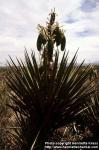 Photo: Yucca baccata 5.