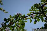 Photo: Zanthoxylum americanum.