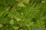 Photo: Zanthoxylum piperitum 4.