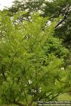 Photo: Zanthoxylum piperitum 6.